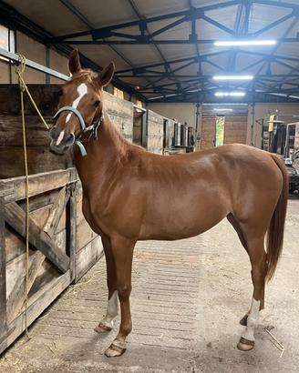 Cavalla saura 5 anni