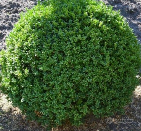 Piante da siepe di ilex crenata Convexa