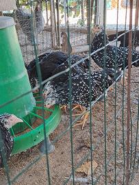 galline ornamentali 