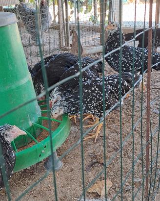 galline ornamentali 