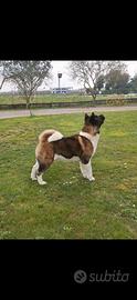 Akita americano disponibile per monte, Padova