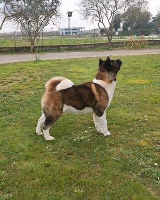 Akita americano disponibile per monte, Padova