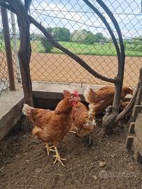 Galline