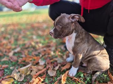 Pitbull