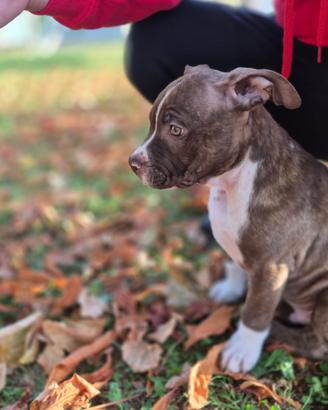 Pitbull