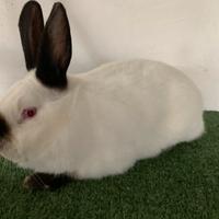 Conigli di razza in purezza