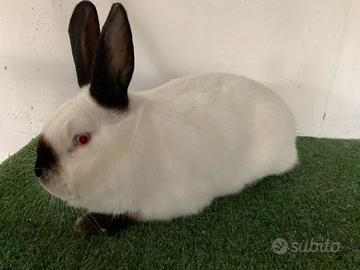Conigli di razza in purezza