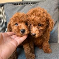 Privato vende barboncini