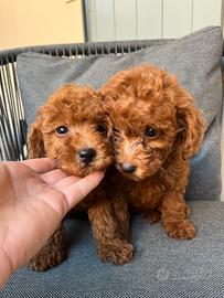 Privato vende barboncini