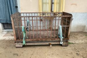 Pesa / bilancia per bovini