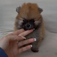 Spitz di pomerania mini toy