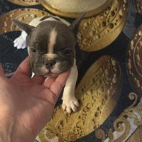 Bulldog francese bianco blu