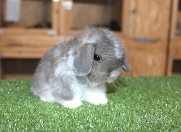 Coniglio nano minilop