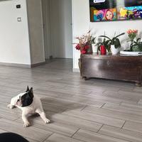 Cucciola bulldog francese