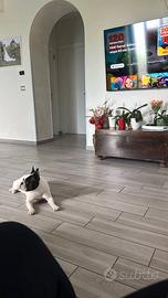 Cucciola bulldog francese