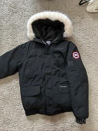 Canada goose
