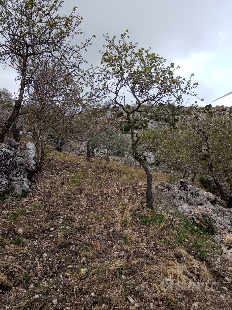 Terreno con rustico di circa 60000 (24 tumoli circ - Vista 2