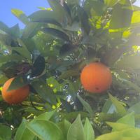 Arancio secolare produttivo