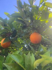 Arancio secolare produttivo