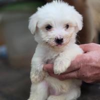 Maltese mini toy
