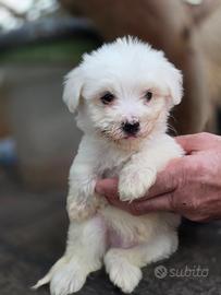 Maltese mini toy