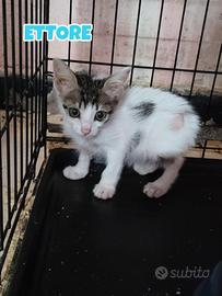 Ettore gattino di 3 mesi