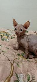Cucciolo di Sphynx maschio