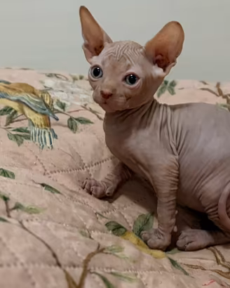 Cucciolo di Sphynx maschio