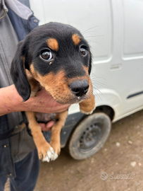 Incrocio bassotto pincher