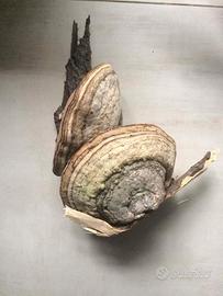 Funghi lignicoli per decorazione/arredo