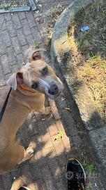 Cucciola pitbull ukc tricolor 6 mesi