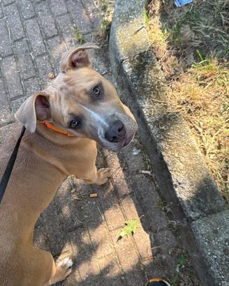 Cucciola pitbull ukc tricolor 6 mesi