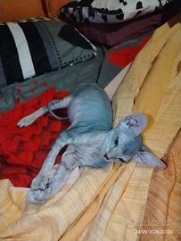 Cucciolo di gattino nudo