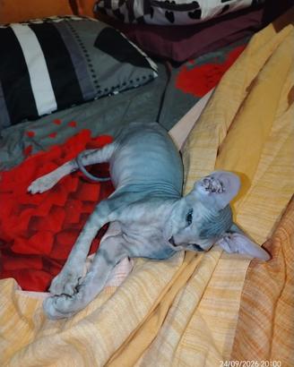 Cucciolo di gattino nudo