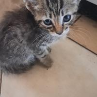 Gattino tigrato