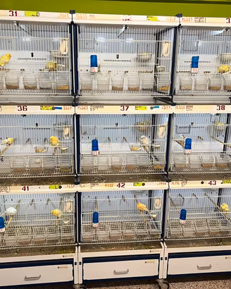 Batterie di Gabbie per canarini (voliere)