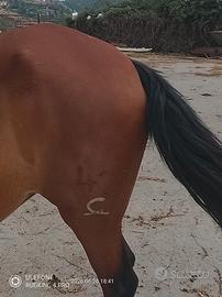 Cavalla spagnola