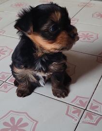 Yorkshire terrier femminuccia