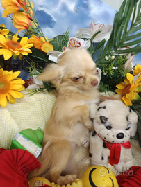 Femmina Chihuahua Taglia Piccolissima