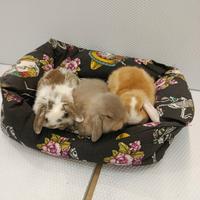 Conigli nani ariete mini lop