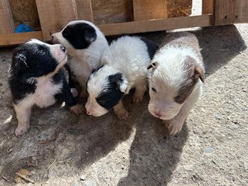 Cucciole border collie