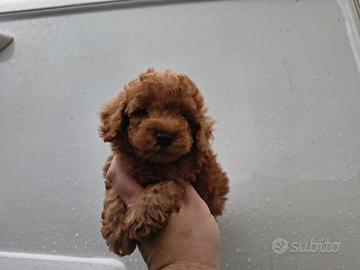 Barboncino toy red maschio e femmina