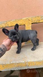 Bulldog