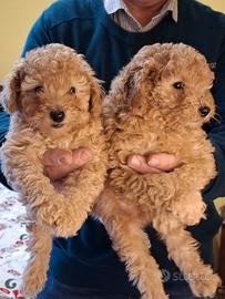 Barboncini toy cuccioli