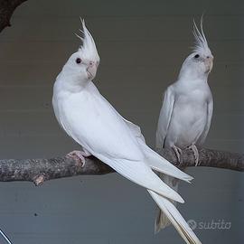 Prenotazioni calopsitte allevate a mano