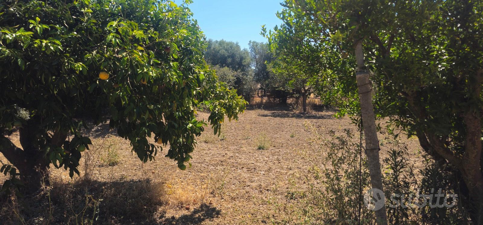 Terreno agricolo piantumato 1500 mq - Vista 5