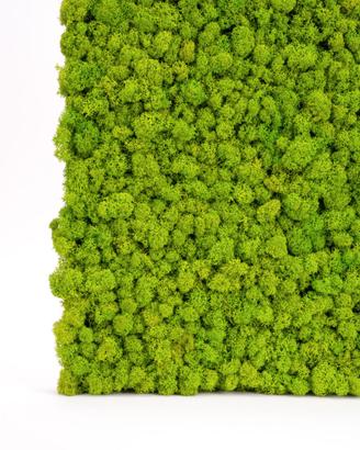 Pareti verde stabilizzato con Licheni stabilizzati