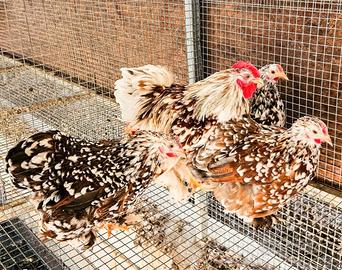 Galline cocincine nane