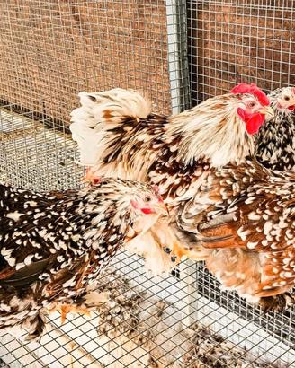 Galline cocincine nane
