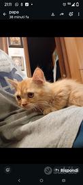 Gattino maschio